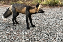 crossfox