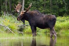 moose