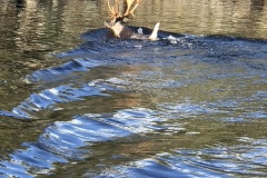 swimmingcaribou